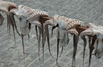 Drying Octopus