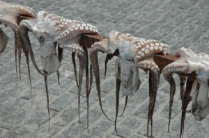 Drying Octopus