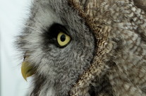 Portrait Of An Owl