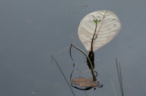 Seedling And The Leaf