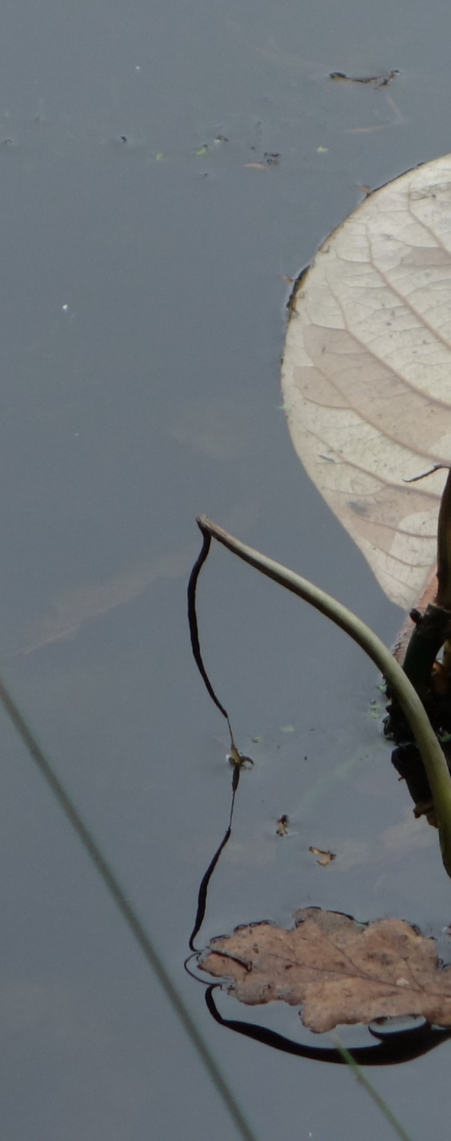 Seedling And The Leaf