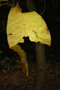 Yellow Leaf