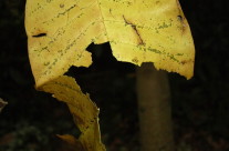 Yellow Leaf