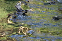 Stump In The River