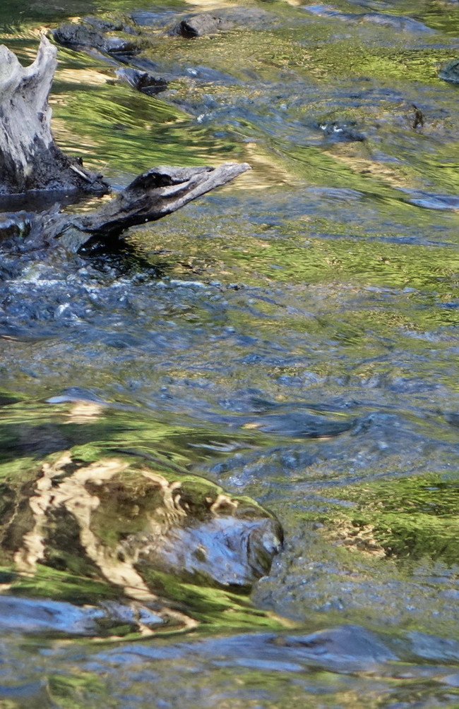 Stump In The River