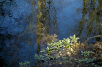 Sunlight On Pond Weed