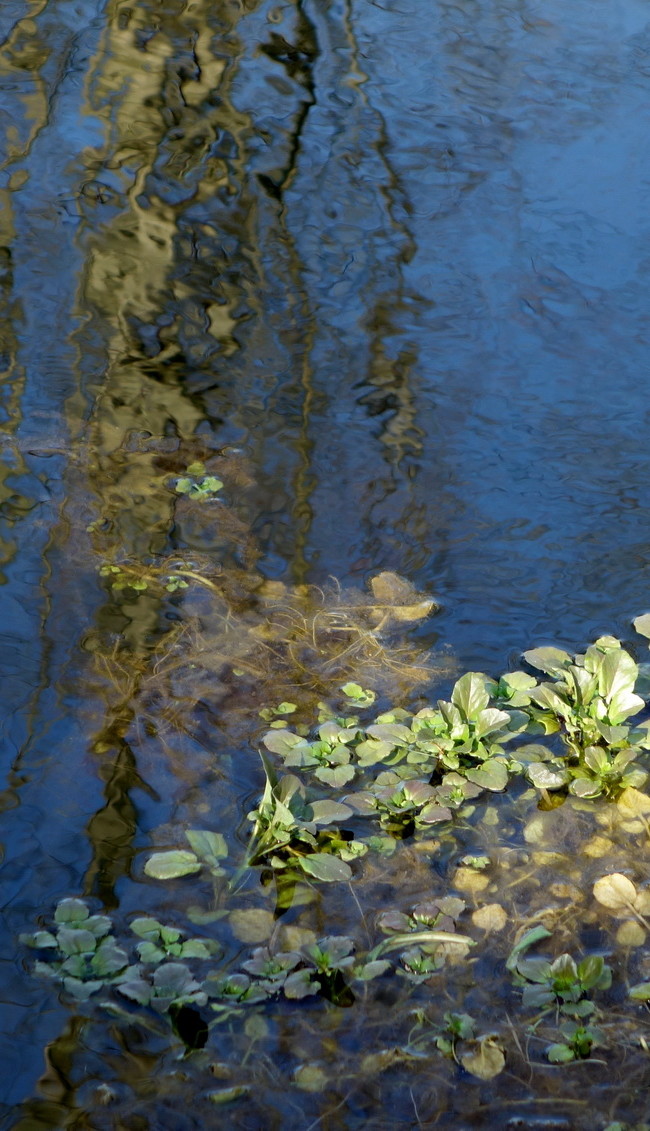 Sunlight On Pond Weed