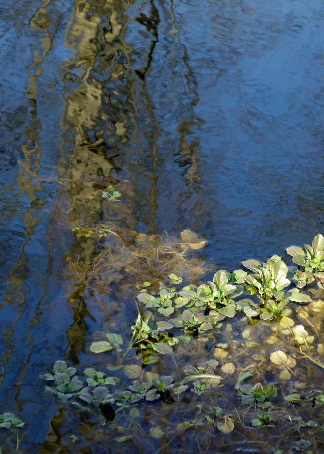 Sunlight On Pond Weed