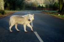 Traffic Savvy Wolf