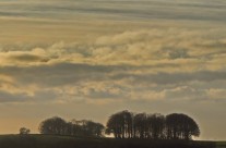 Beech On The Horizon