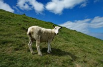 Sheep On Glastonbury Tor