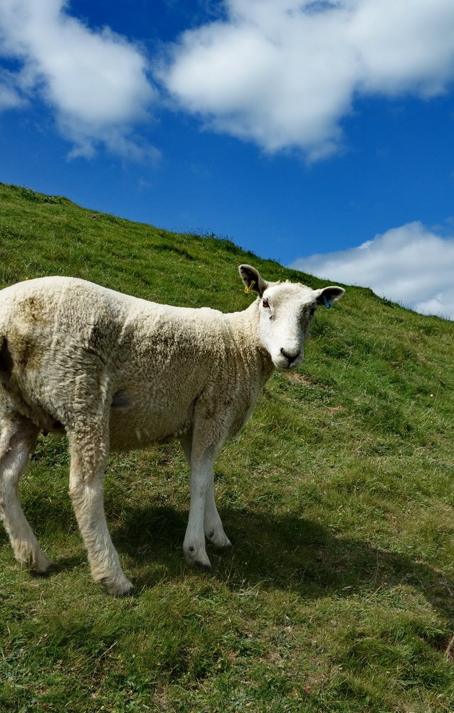 Sheep On Glastonbury Tor