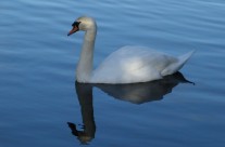 Swan At Stourhead