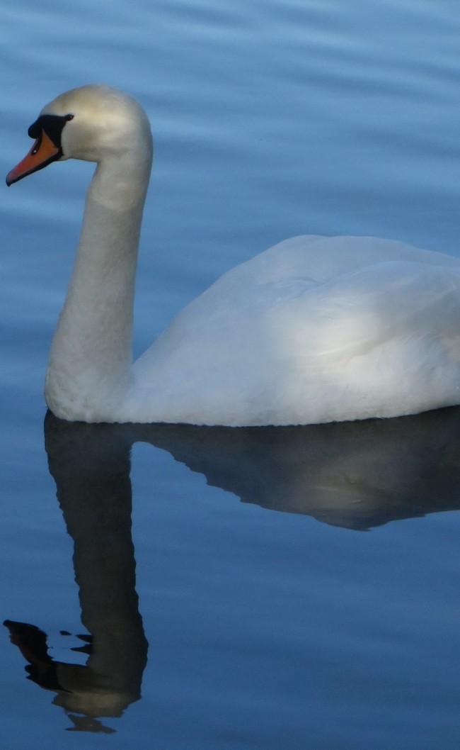 Swan At Stourhead