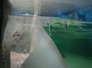 Stingray, Longleat