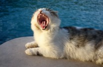 Yawn Or Roar