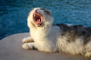 Cat yawning,